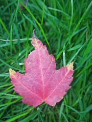 fall tree. colorful tree, aoutum