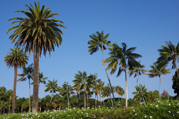 Fototapeta na wymiar Panoramic view of a coastal palm landscape in southern California in Montecito near Santa Barbara under a bright blue autumn sky