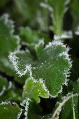 The early autumn frosts on the green grass.
