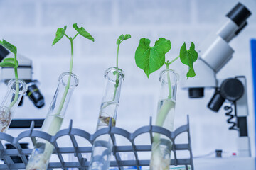Genetically modified plant tested .Ecology laboratory exploring new methods of plant breeding.