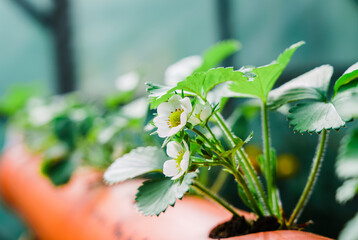 Hydroponics row in plantation. The hydroponics strawberry . Farm, technology concept.