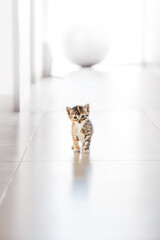 Baby cat in the floor - baby kitten photography - cute baby cat  © Mikel