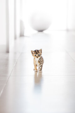 Baby cat in the floor - baby kitten photography - cute baby cat 