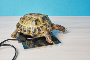 Central Asian land tortoise basking on a special heating pad for reptiles, warm place for a...