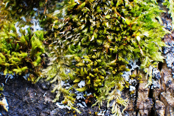 texture of old boards of overgrown moss