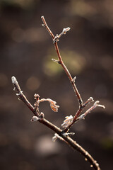 The wild rose bush covered with the early autumn frosts.