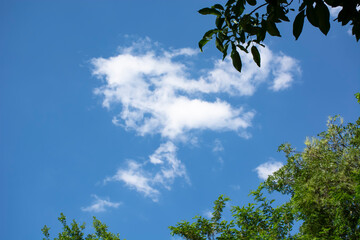 white clouds, blue sky and tree