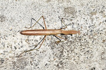 Mantis / A carnivorous insect that uses its sickle-shaped forfoot to catch and eat food.
