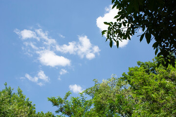 white clouds, blue sky and tree