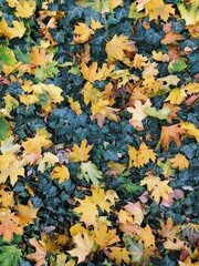 leaves in autumn and all that color