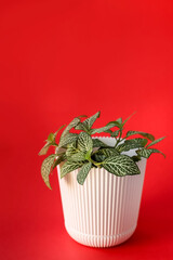 Green fittonia with white veins in a white flowerpot isolated on red background being best office plant