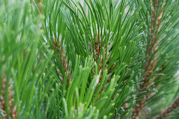 Naklejka na ściany i meble pine branch with large needles close-up natural background