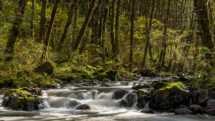 Fototapeta na wymiar The Wilson River in Oregon flows through a green forest.