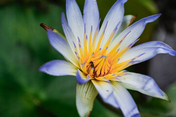 purple water lily in aguacha pond in botanical garden