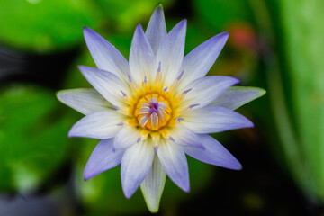 purple water lily in aguacha pond in botanical garden