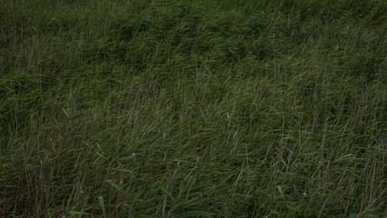 바람을 담고있는 갈대 밭