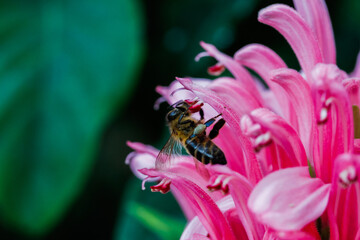 bee perched on a pink flower, in a botanical garden.