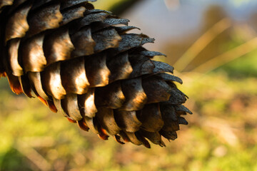 close up of a pine cone