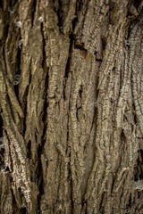 corteza de árbol textura