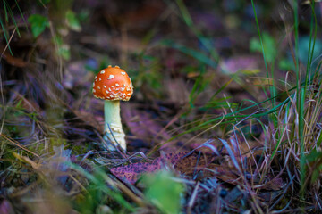 Little fly agaric mushroom
