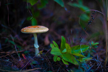 Flat, orange Fly Amanita mushroom in the soil
