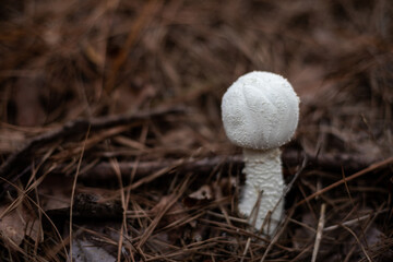 Little, young, bulbous white mushroom among brown pine needles on the forest floor