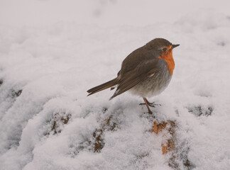 Robin (Erithacus rubecula)in the woods in winter after a snowfall