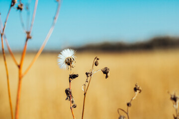 grass in a field