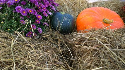 Orange and green pumpkins with flowers of purple chrysanthemums on hay background. Autumn decoration. Vintage decor. Rich harvest. Thanksgiving day. Village style. Farmer market. Agricultural fair.