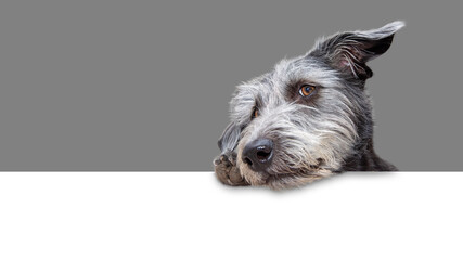 Cute Scruffy Terrier Dog Hanging Over Banner