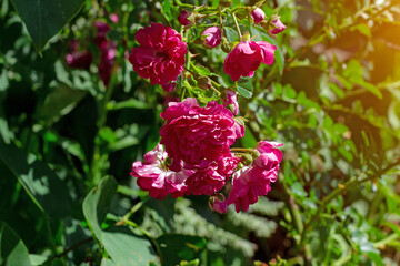 Bright pink rose flowers on the bush with green leaves blossom in the garden in spring and summer season.