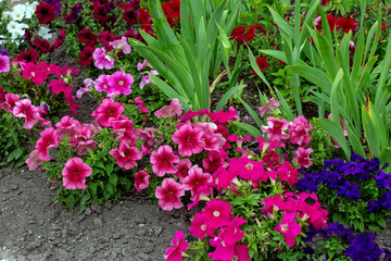 Fototapeta premium Bright pink and red petunia flowers with green leaves blossom in the garden in spring and summer season.