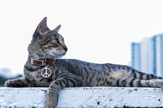 Gato gris reflexionando con collar de paz y amor.