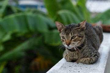 Gato gris reflexionando con collar de paz y amor.