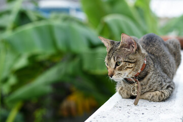 Gato gris reflexionando con collar de paz y amor.
