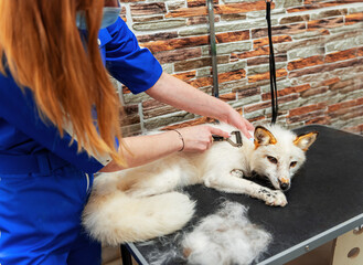 Young professional groomer woman brushing cute white fox at pet salon. Veterinarian, pet care, business concept.