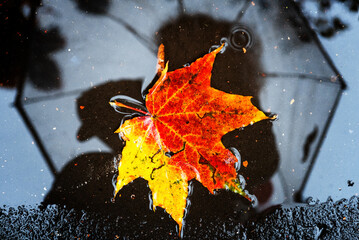 Single maple leaf in autumn colors in a puddle with reflection of alone faceless person holding umbrella on the background on wet street city asphalt. Mood, fall weather forecast concept.