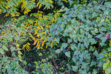 Leaves in Autumn in Rosedale Baltimore Maryland usa