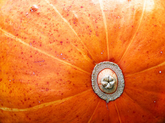 Close-up of orange pumpkin texture. Abstract autumn background, wallpaper, organic vegetarian food.
