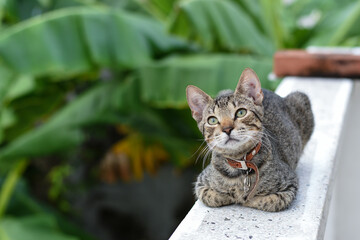 Gato gris reflexionando con collar de paz y amor.