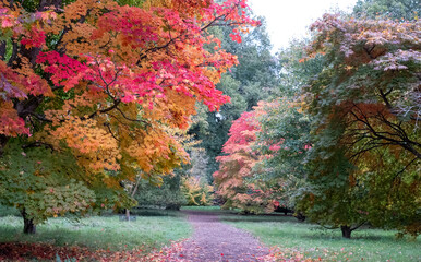 Acer and maple trees in a blaze of autumn colour, photographed at Westonbirt Arboretum, Gloucestershire, UK. The year 2020 is considered a good year for autumn colours due to weather conditions. - obrazy, fototapety, plakaty