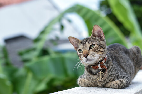 Gato gris reflexionando con collar de paz y amor.