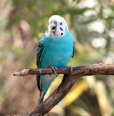 Blue Parakeet Budgie Signing