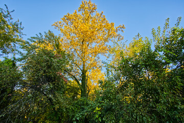 Fototapeta na wymiar beginning of autumn in Rosedale Baltimore Maryland yellow tree