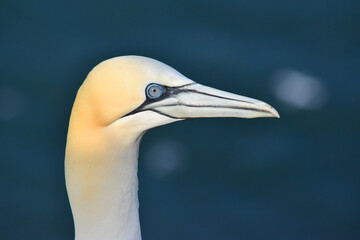 The head of a gannet