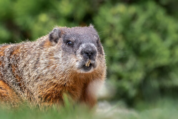 Naklejka na ściany i meble Extreme close up portrait of groundhog showing teeth whiskers and hair details