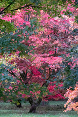 Acer and maple trees in a blaze of autumn colour, photographed at Westonbirt Arboretum, Gloucestershire, UK. The year 2020 is considered a good year for autumn colours due to weather conditions.