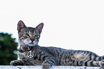 Gato gris mirando hacia el cielo, gato con collar de paz y amor.