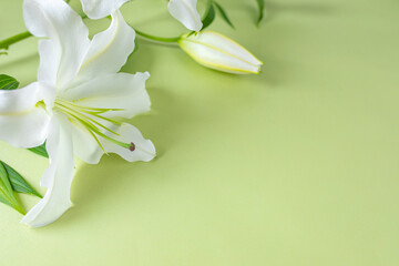 Close-up of white lily flower on light green background for design on the theme of wedding, holiday invitation or invitation.