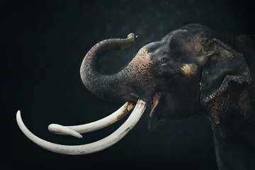 Zelfklevend Fotobehang Asia elephant isolated on dark background. Elephant Head isolated on black with clipping path. Animal widelife nature concept.   © sutlafk